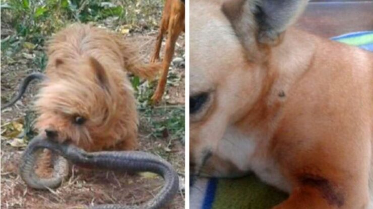 Il cane Spike ed il suo gesto eroico