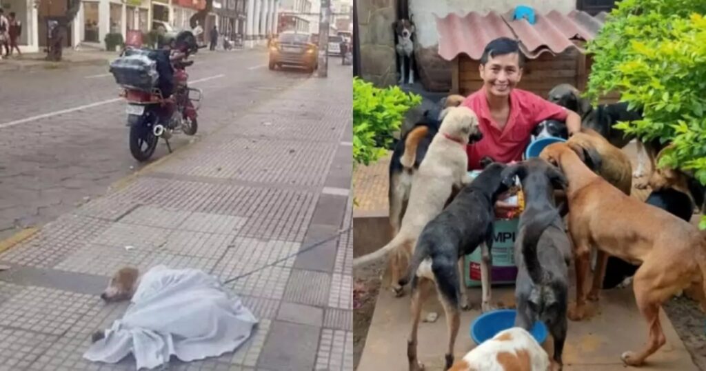 cane abbandonato con la scabia