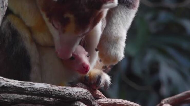 canguro arboricolo con mamma