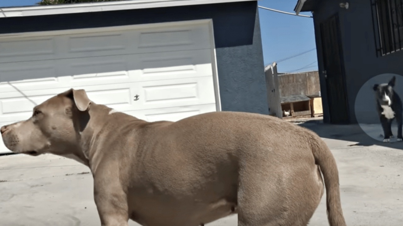 salva i cani dalla strada e li porta al rifugio, si sente in colpa