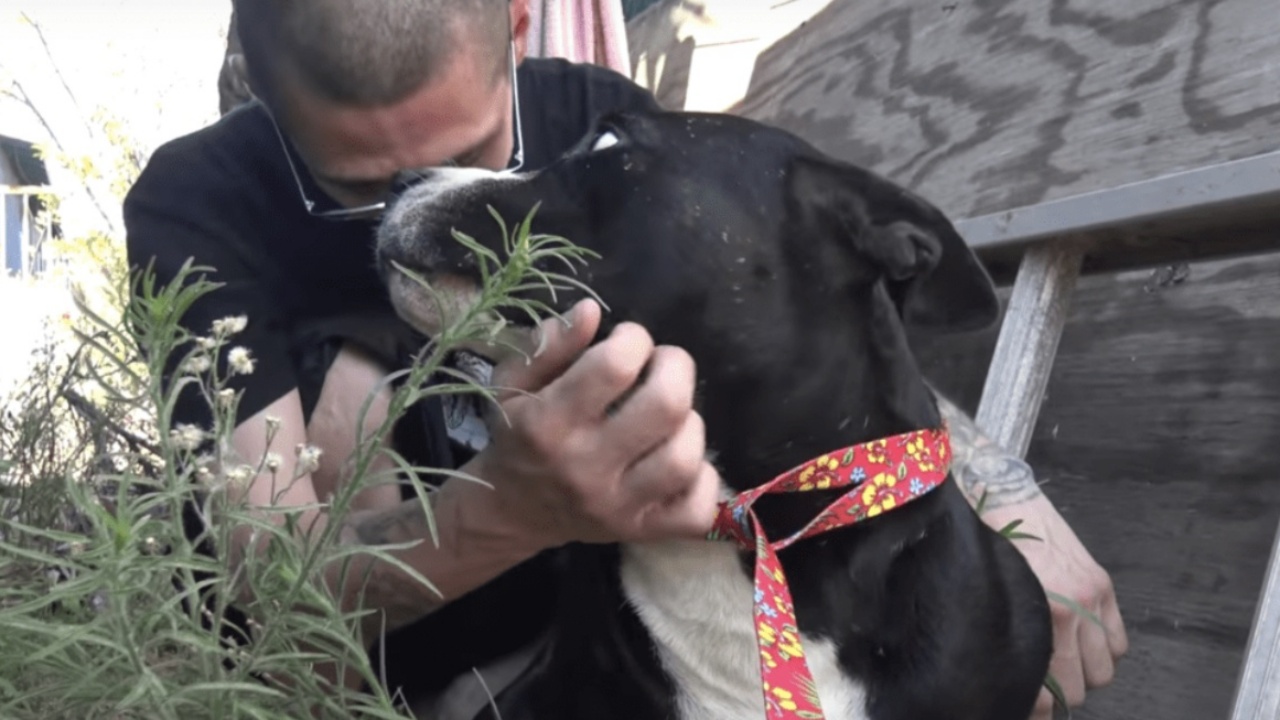 salva i cani dalla strada e li porta al rifugio, si sente in colpa