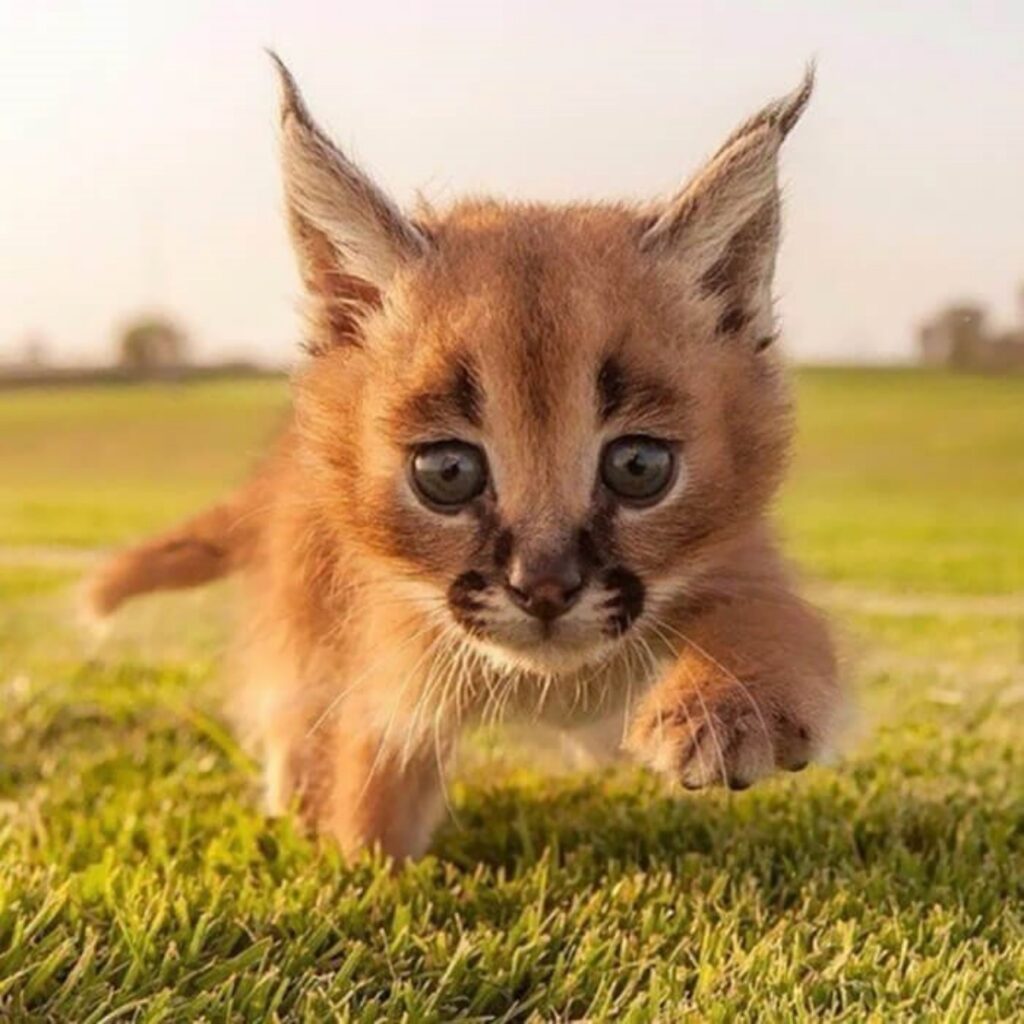 cucciolo di caracal