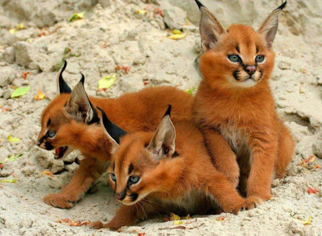 cuccioli di caracal