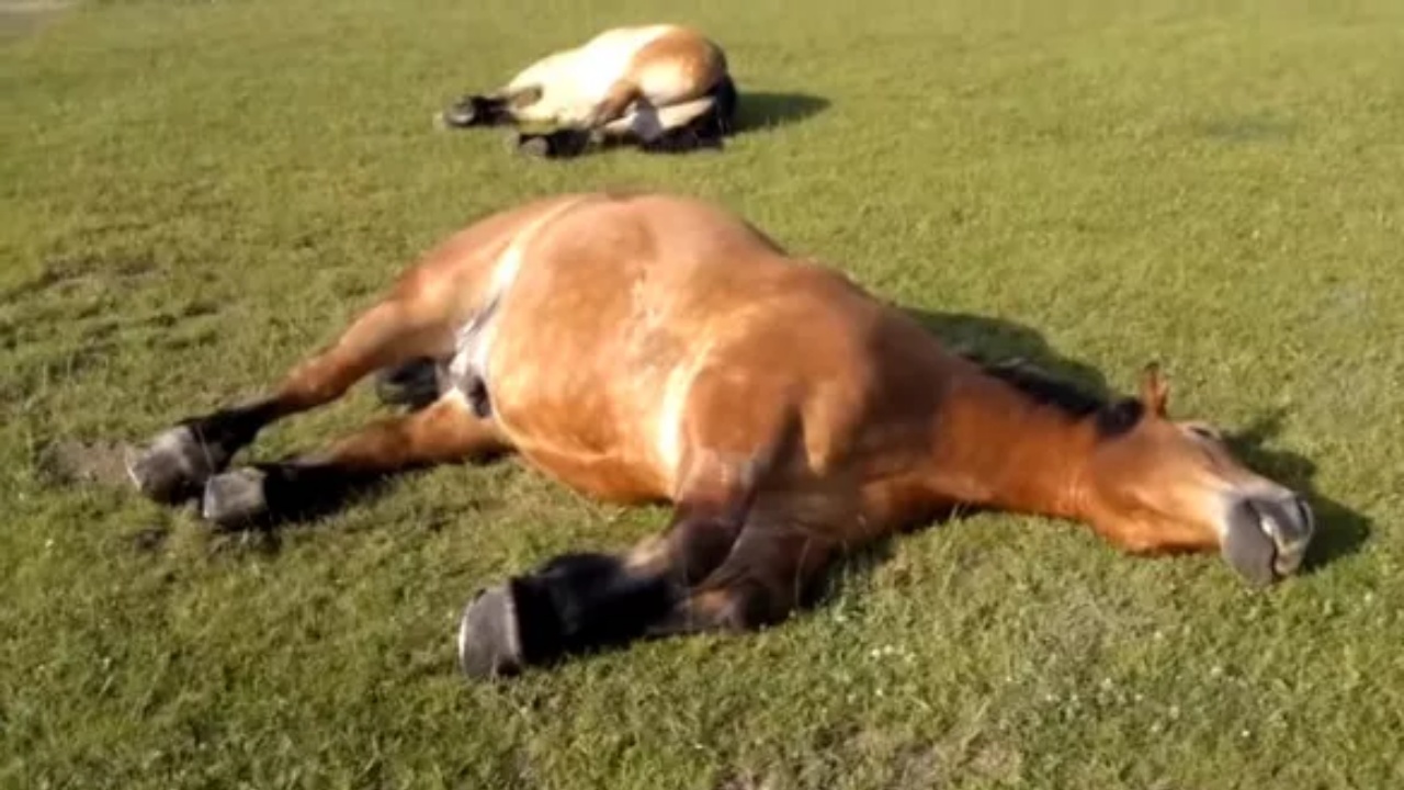 cavalli dormono sdraiati, russando e sognando