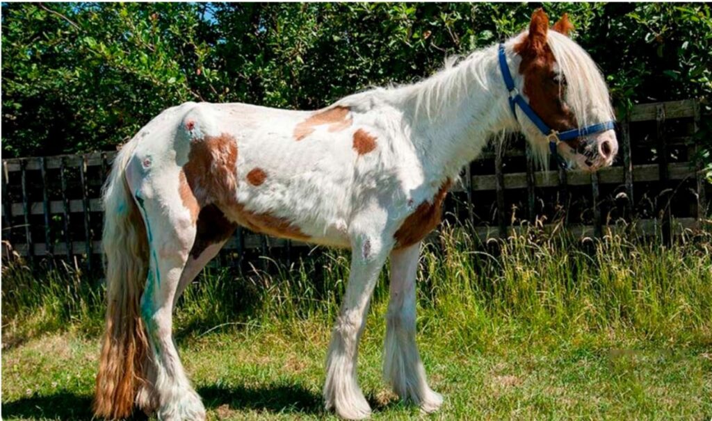 La strabiliante trasformazione del cavallo