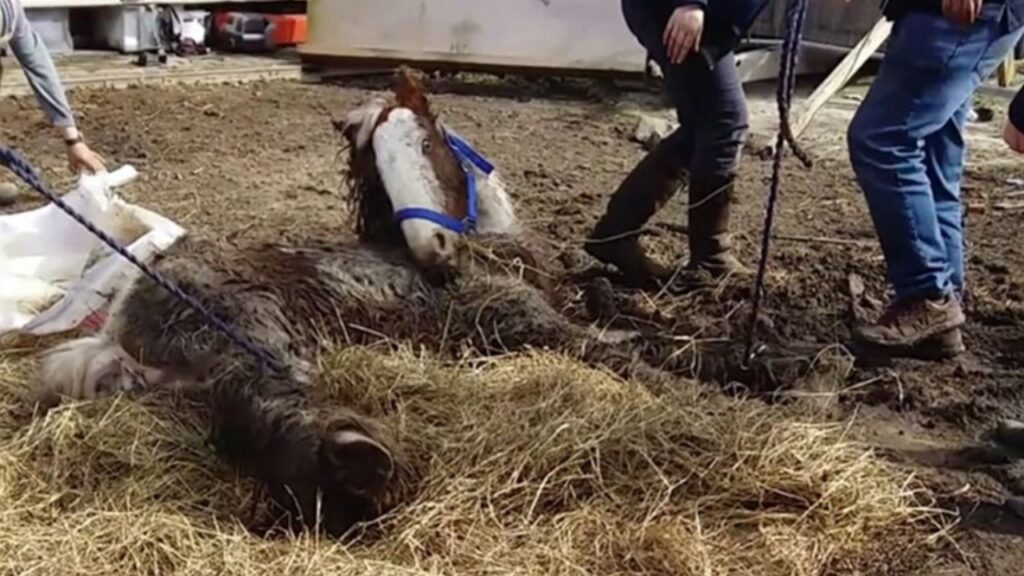 La strabiliante trasformazione del cavallo