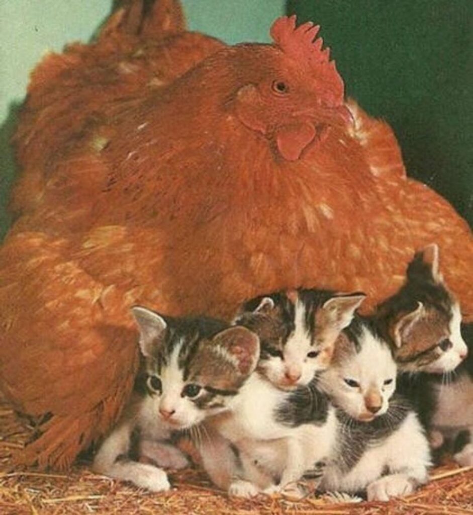 gallina e gatti