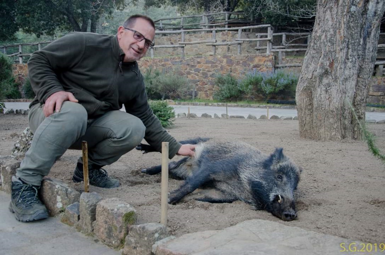 ciccio il cinghiale diventato la mascotte di Montarbu