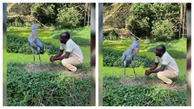cicogna africana e guardiano