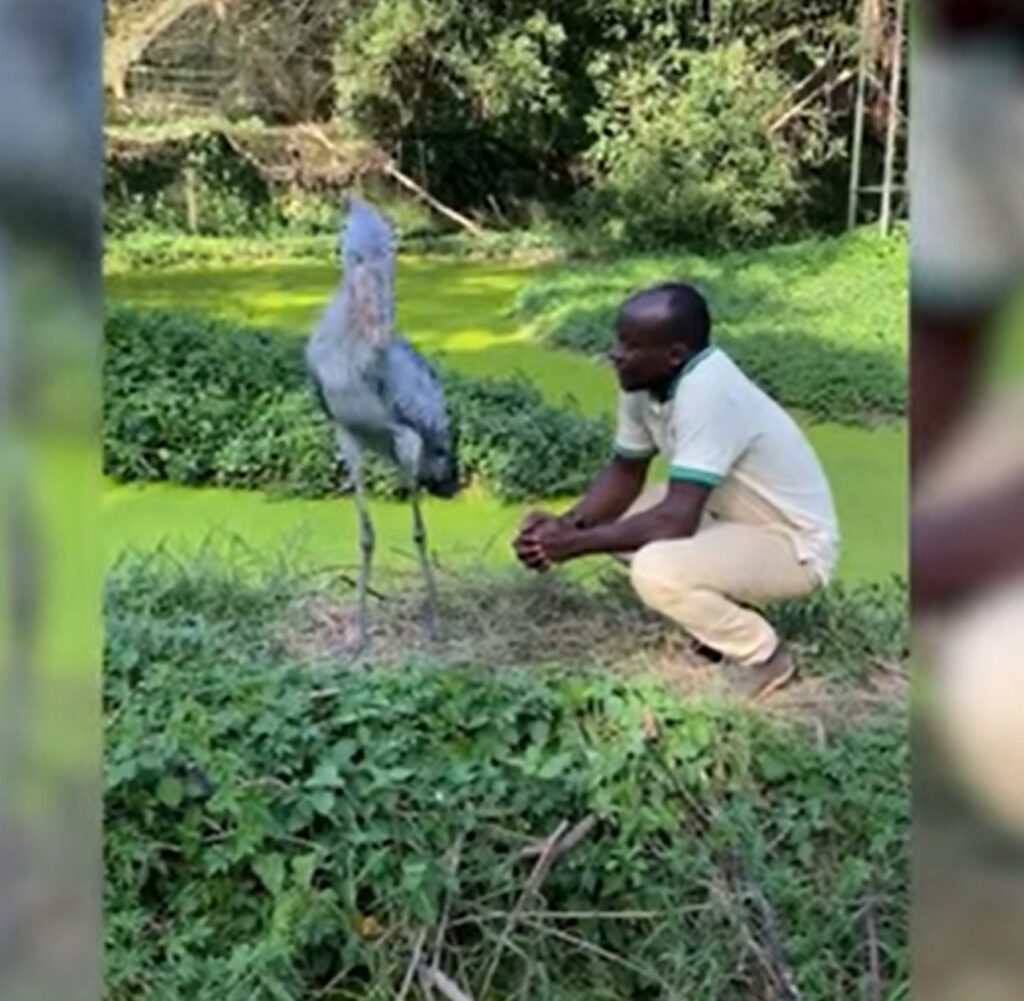 cicogna africana e guardiano