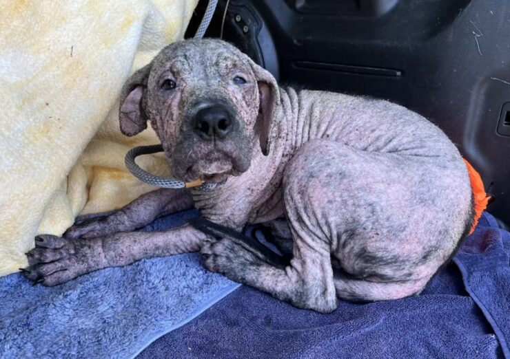 cane trovato al cimitero