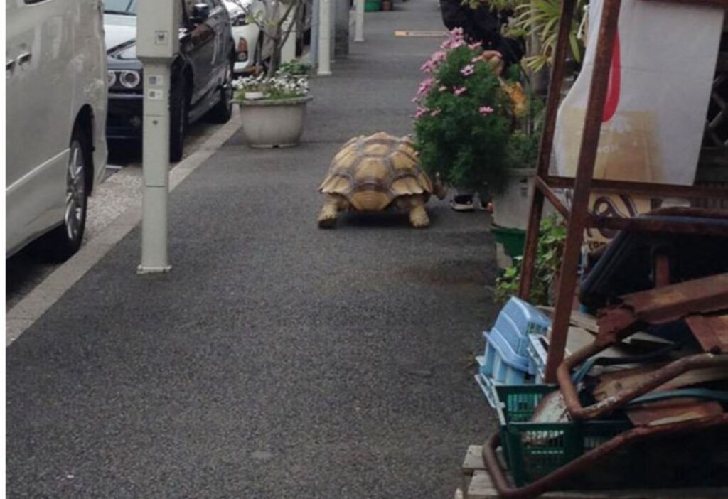 Tartaruga in giro per la città