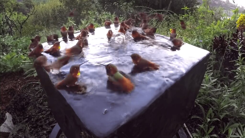 Colibrì fanno il bagno