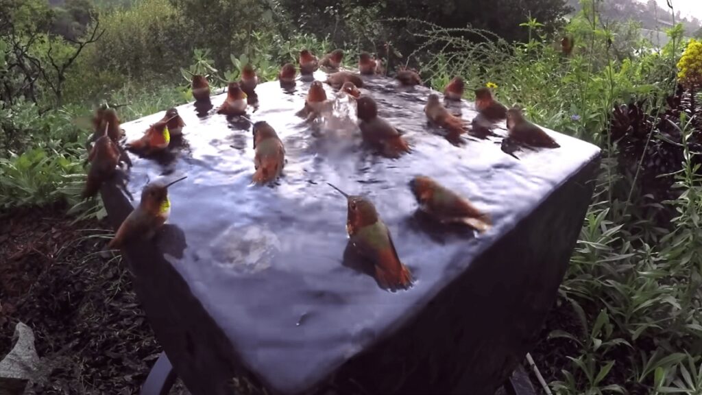 Colibrì fanno il bagno nella fontana
