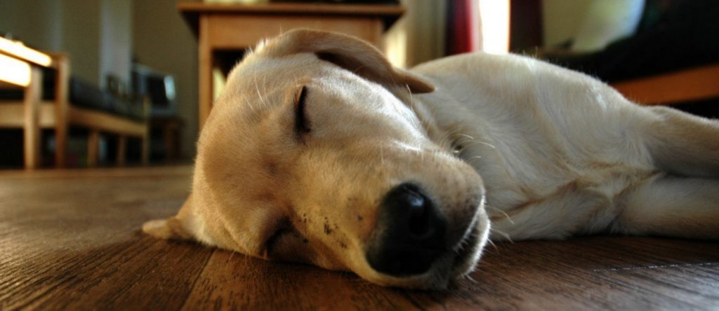 cucciolo dorme sul pavimento