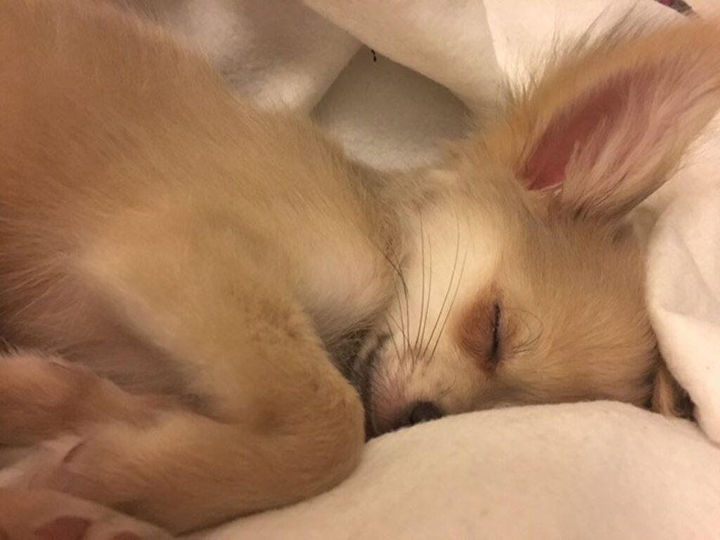 chihuahua nel letto