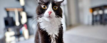 quali sono le cose che fanno stressare il gatto