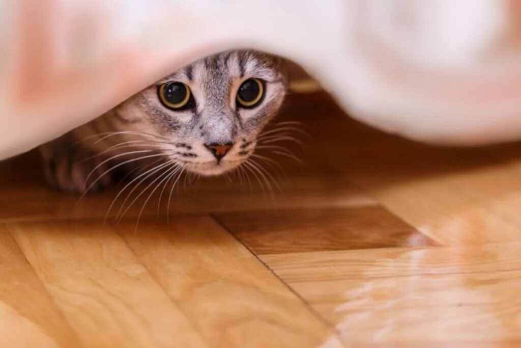 micio sotto il letto