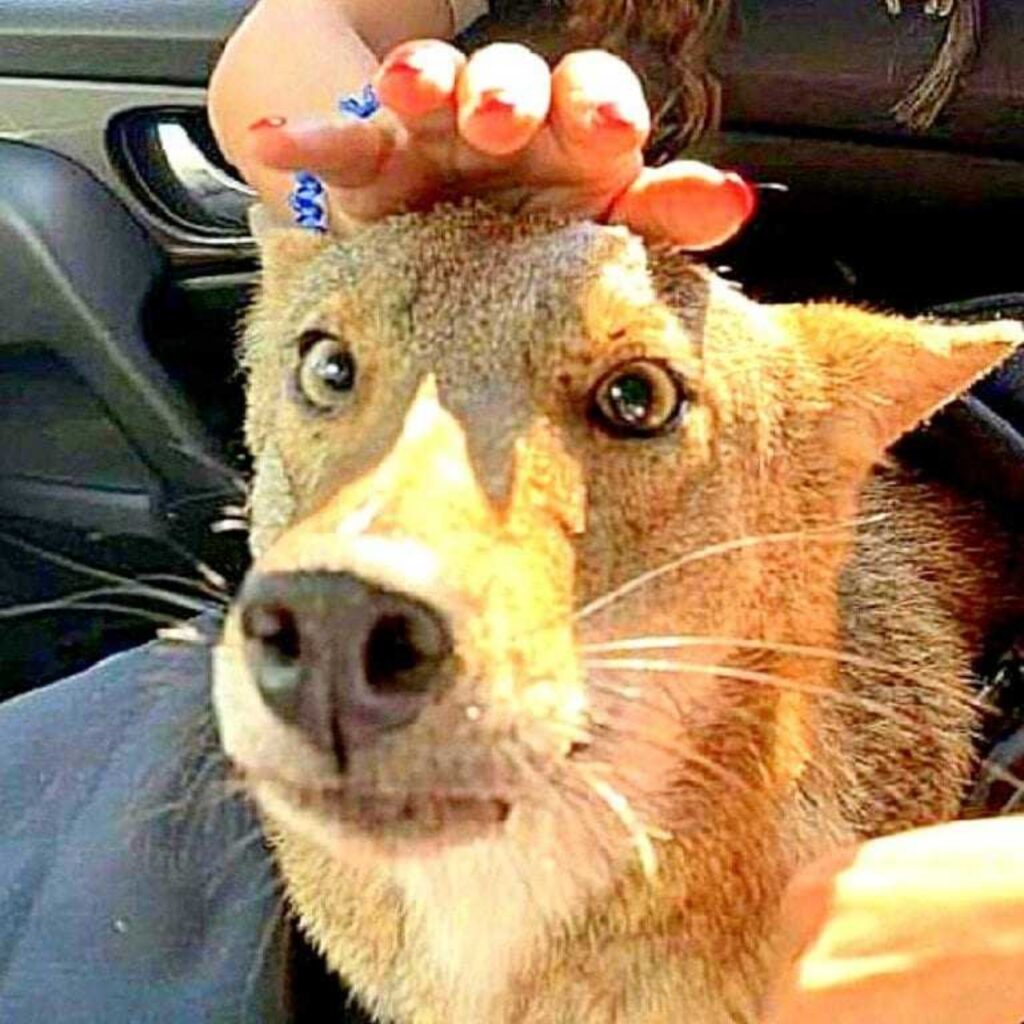 ragazza salva un cane ferito