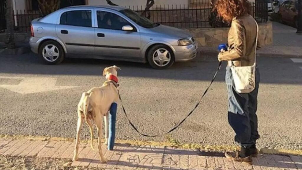 La storia di una cagnolina che ha camminato per molto tempo in cerca dei suoi cuccioli con una gamba rotta