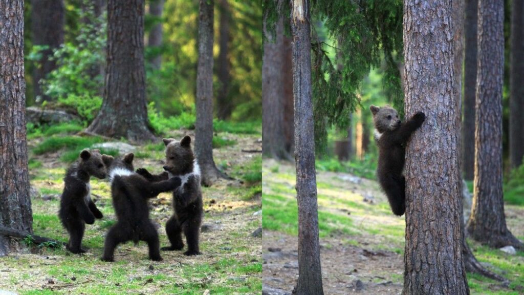 cuccioli di orso