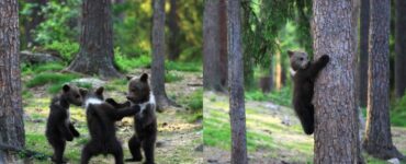 cuccioli di orso
