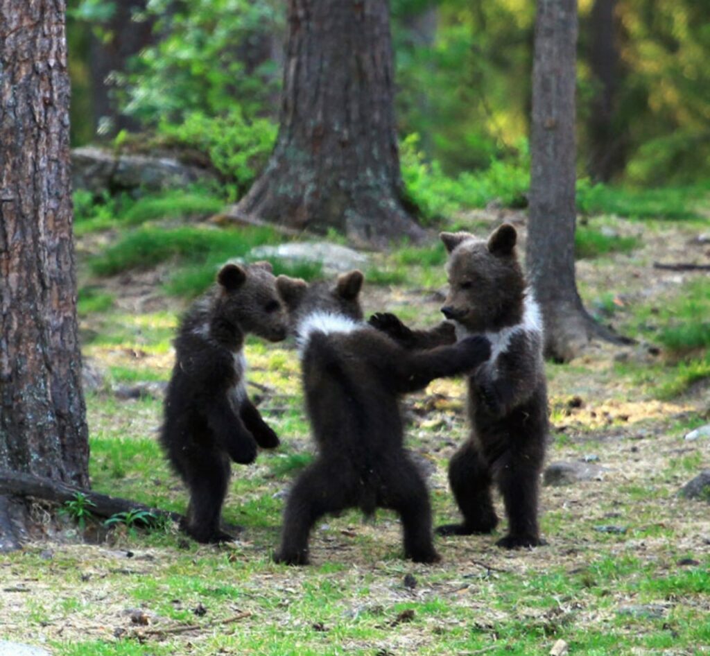 cuccioli di orso