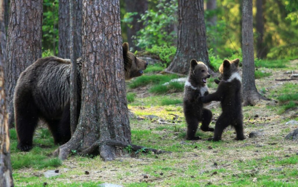 cuccioli di orso