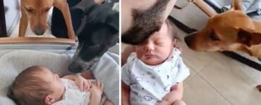 i cuccioli di cane incontrano il neonato