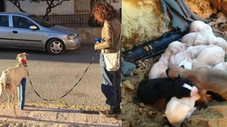 La storia di una cagnolina che ha camminato per molto tempo in cerca dei suoi cuccioli con una gamba rotta