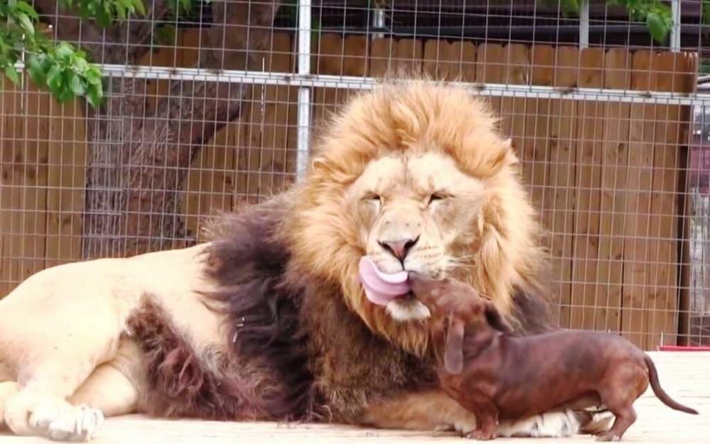 cucciolo e leone diventano amici