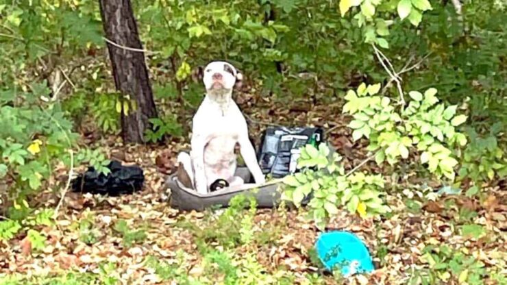 cucciolo abbandonato nel bosco nel suo letto