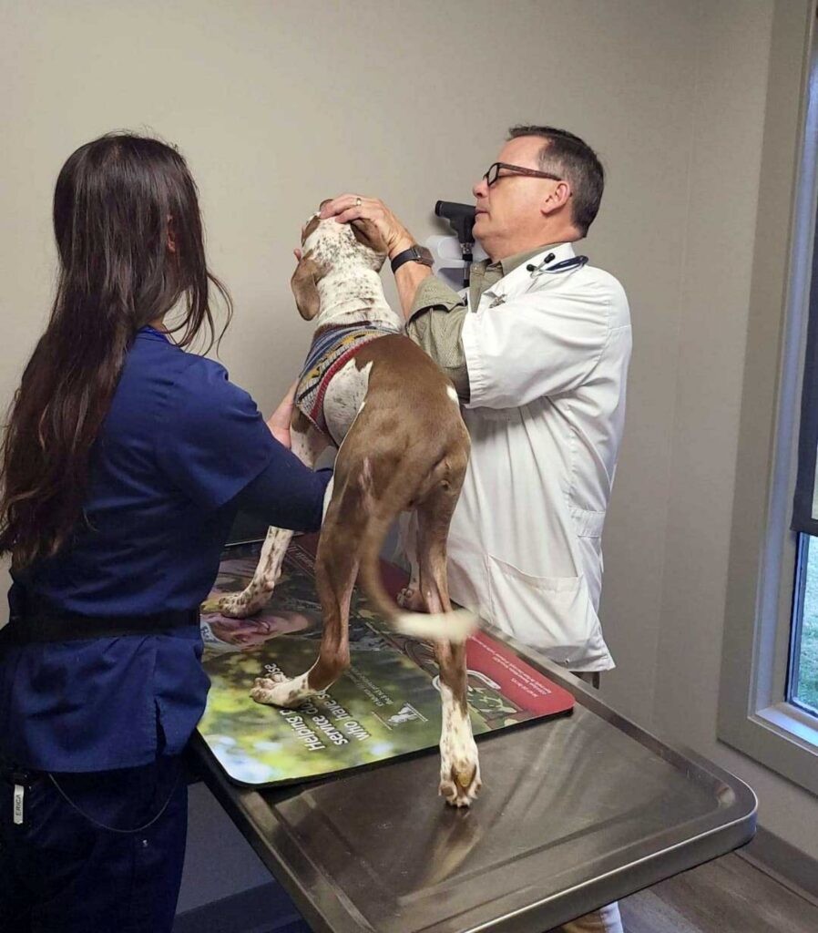 cucciolo abbandonato dal veterinario