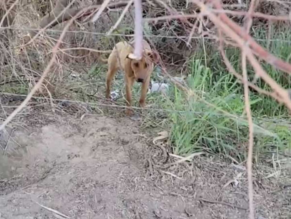 cucciolo abbandonato e diffidente