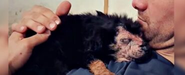 cucciolo malato