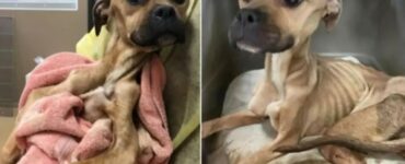 La guarigione del cane