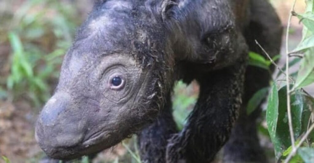 cucciolo di rinoceronte di sumatra