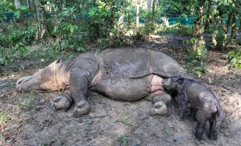 cucciolo di rinoceronte di sumatra con mamma Rosa