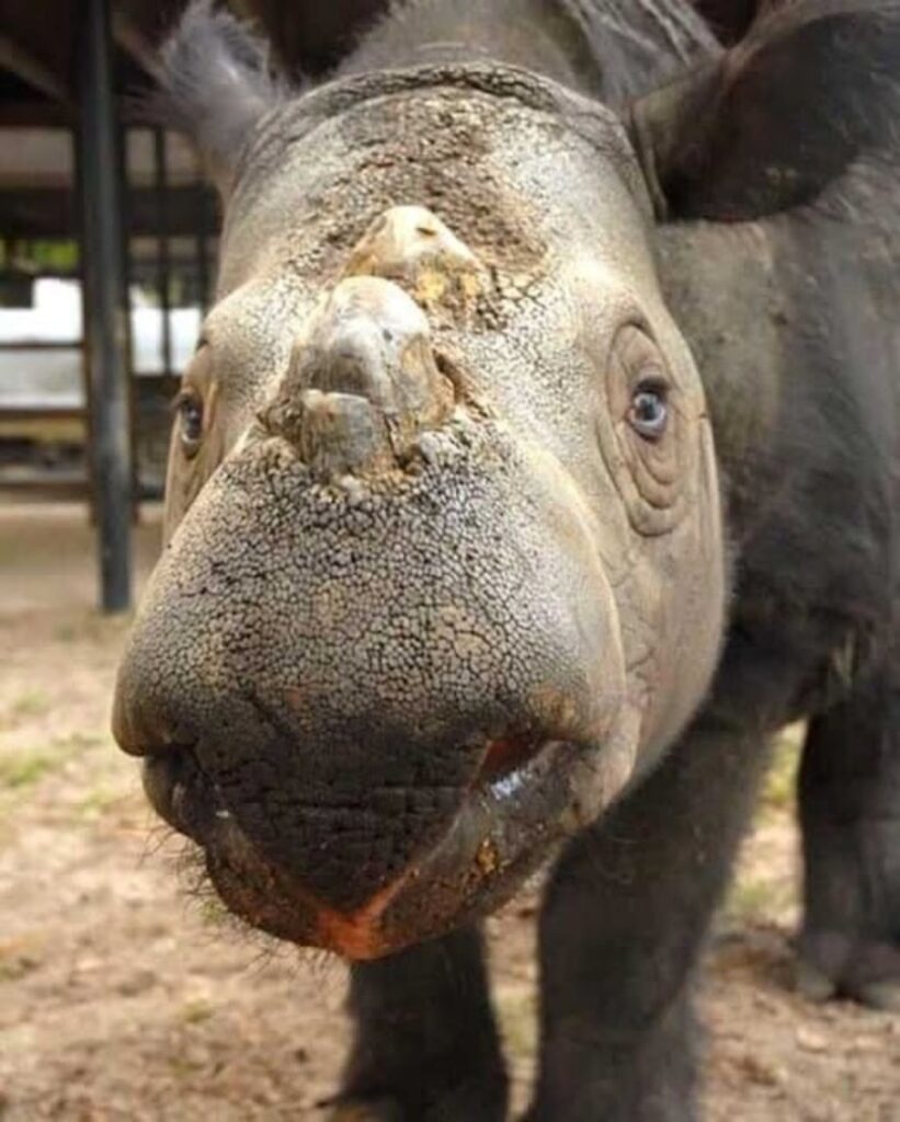 cucciolo femmina di rinoceronte di sumatra