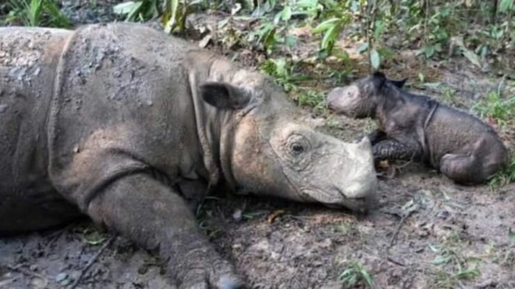 Nato cucciolo di rinoceronte di Sumatra