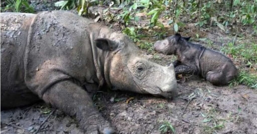 cucciolo di rinoceronte con mamma