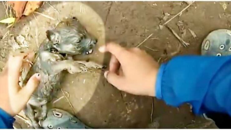 cucciolo salvato grazie a una bottiglia di plastica