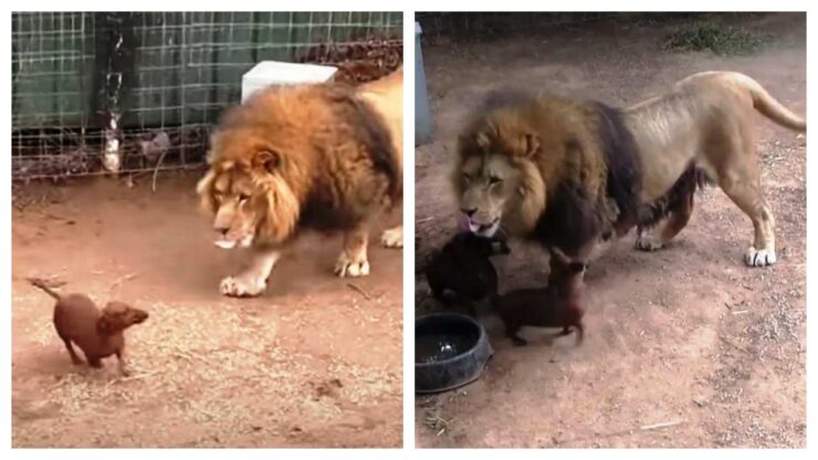 cucciolo e leone diventano amici