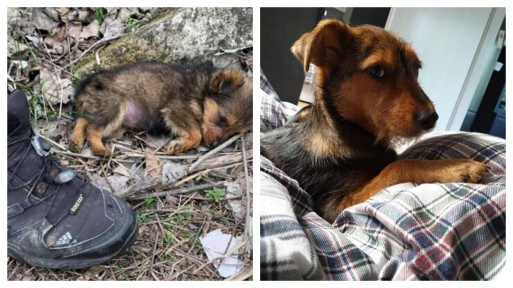 cucciolo he viveva in una scarpa viene adottato