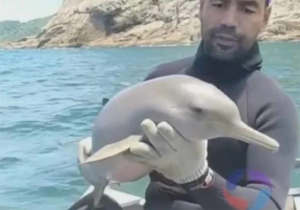 delfino viene salvato