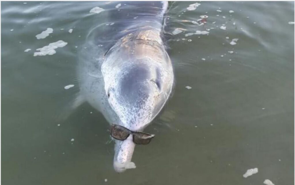 Il delfino che riporta a galla oggetti del fondale marino