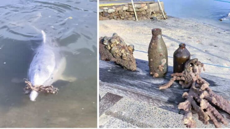 Il delfino che riporta a galla oggetti dal fondale marino