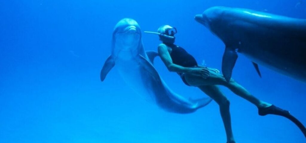 Salvataggio delfino Enzo Maiorca