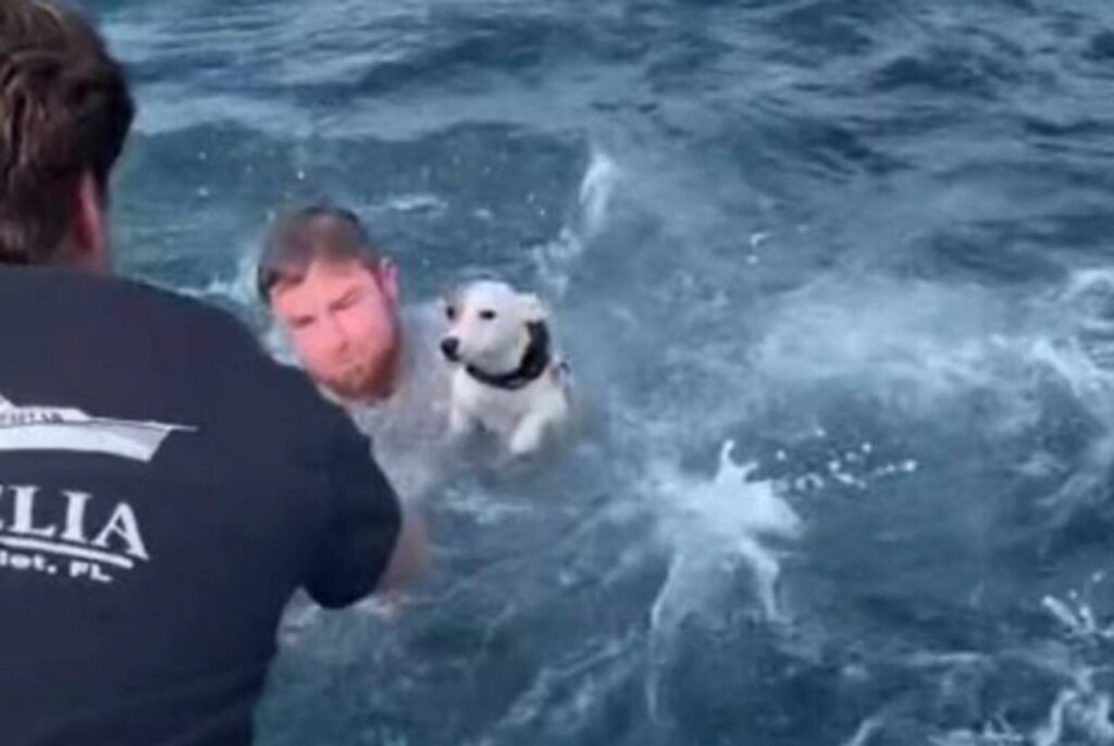 cane alla deriva nell'oceano