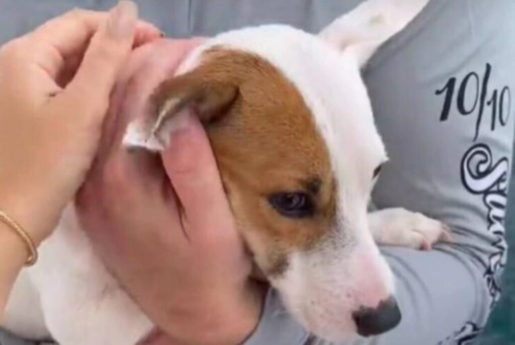 cane alla deriva nell'oceano